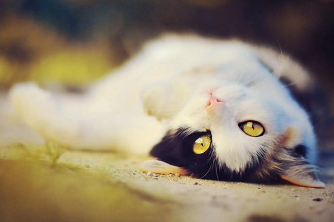 猫咪喜欢爱情吗为什么呢