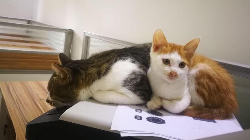 猫猫调教训练刺激方法分为非条件刺激和条件刺激