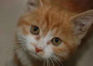 猫咪像卡痰一样一抽一抽的