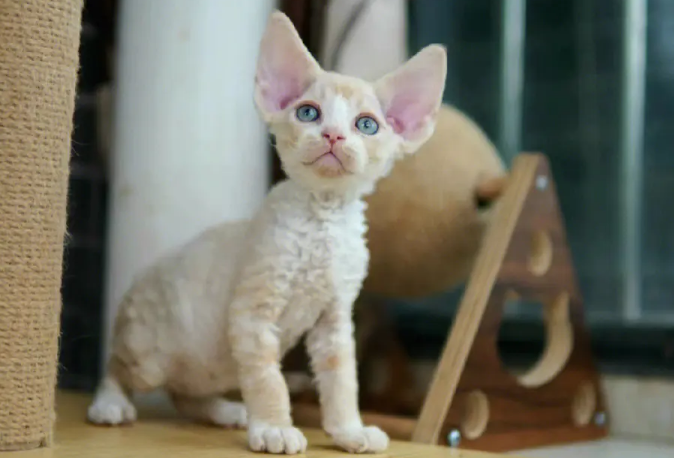 深圳德文卷毛猫舍