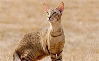 埃及猫原版网站进入