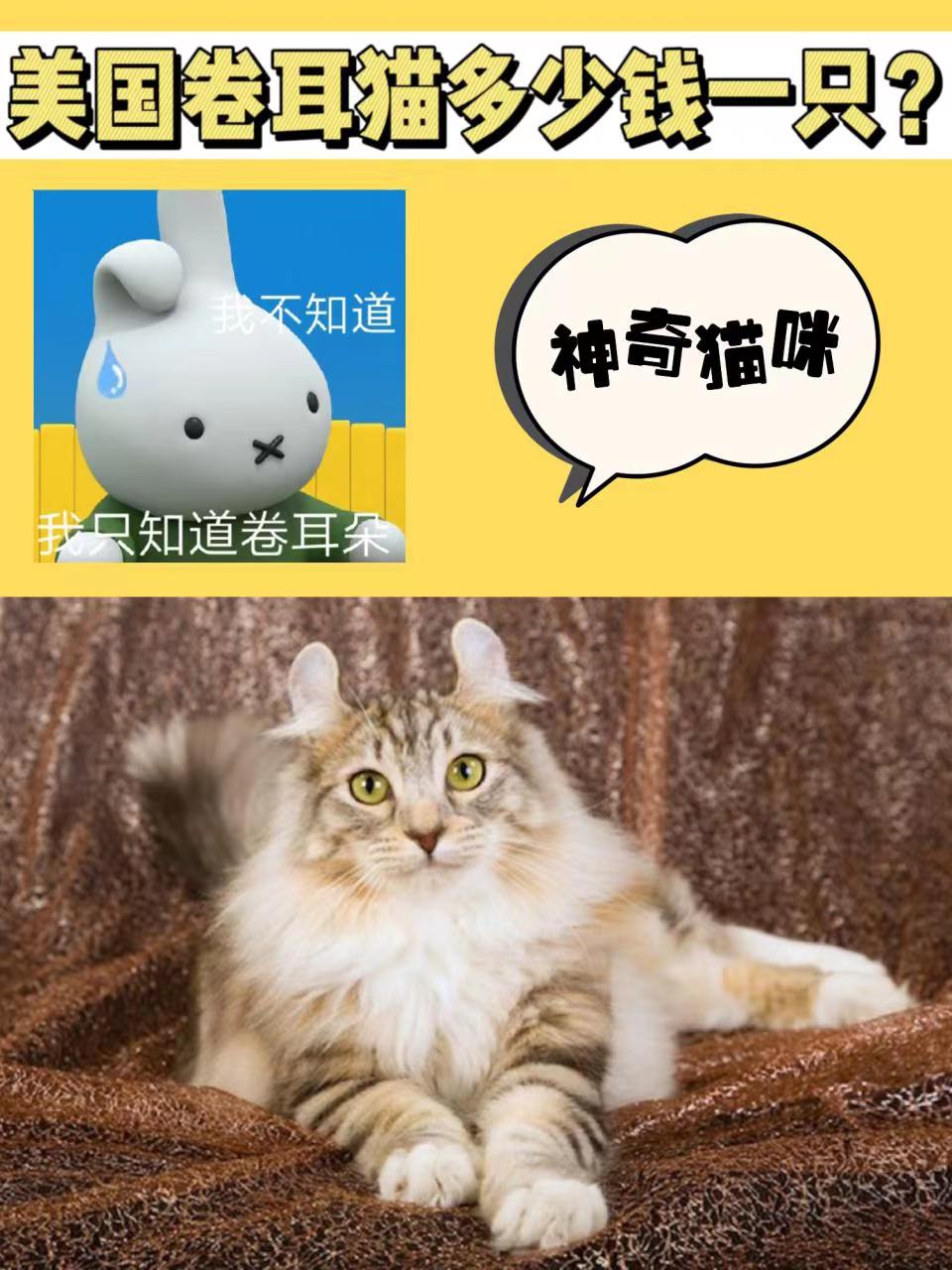 美国卷耳猫多少钱一只？卷耳是一种缺陷吗？