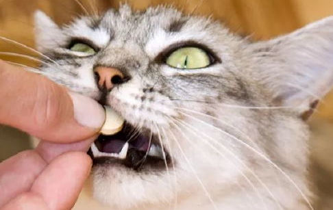 如何正确给猫咪喂药才能不被抓咬呢？