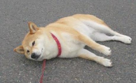 不同年龄的柴犬如何饲养？