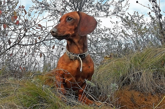 腊肠犬狩猎厉害吗