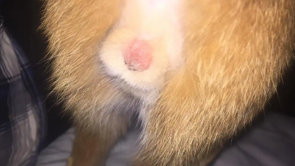 猫绝育后蛋蛋还是鼓的 猫绝育后蛋蛋还是鼓的