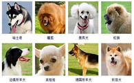 犬类品种大全图片名字