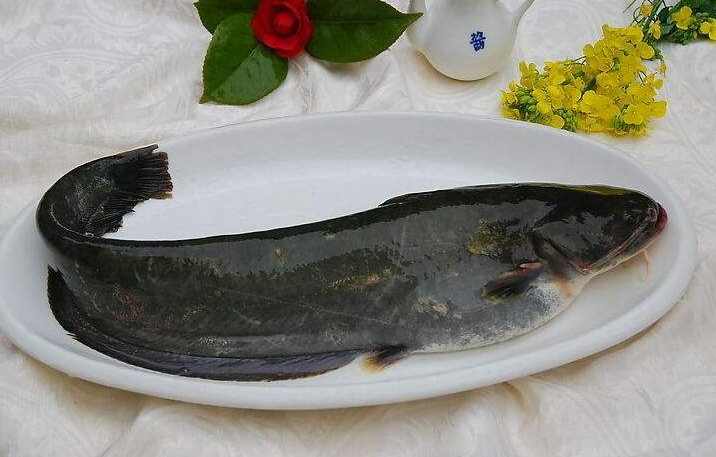 鲶鱼的叫法也有很多,例如胡子鱼,塘鲺的等等,主要分布在我国的长江和