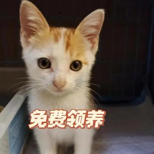 怎么免费领养宠物猫