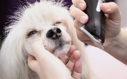 狗狗洗澡剪毛多少钱 狗狗洗澡剪毛多少钱