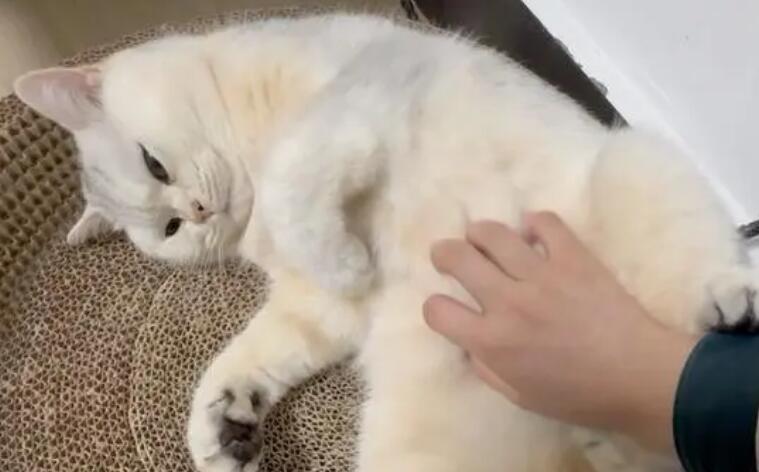 猫咪喜欢摸肚子为什么呢 猫咪喜欢摸肚子为什么呢