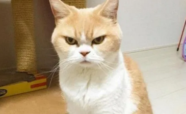 猫咪生气会打主人吗？这是为什么啊？