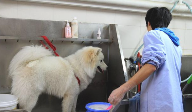 狗狗洗澡:出门VS家里,你是哪一种? 狗狗洗澡:出门VS家里,你是哪一种?
