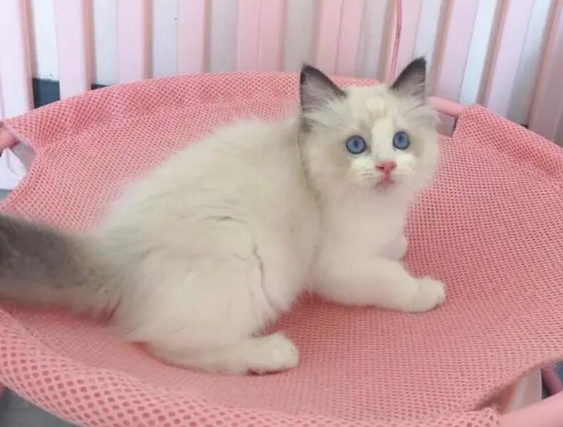 布偶猫最便宜多少钱一只