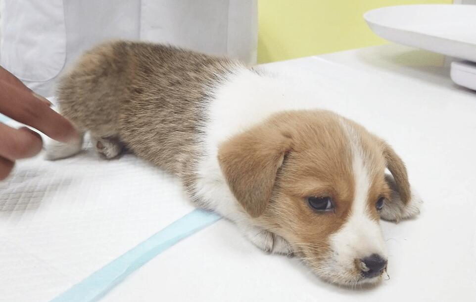 狗狗发烧感冒看一次要多少钱？值不值得