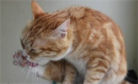 猫咪吃食后为什么吐了还叫是怎么回事