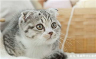 苏格兰折耳猫的性格特点？