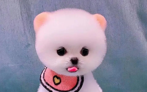 茶杯犬真的长不大吗