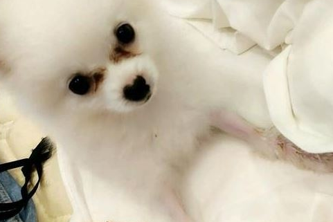 什么方法能够协助博美去泪痕？博美吃白菜去泪痕吗？