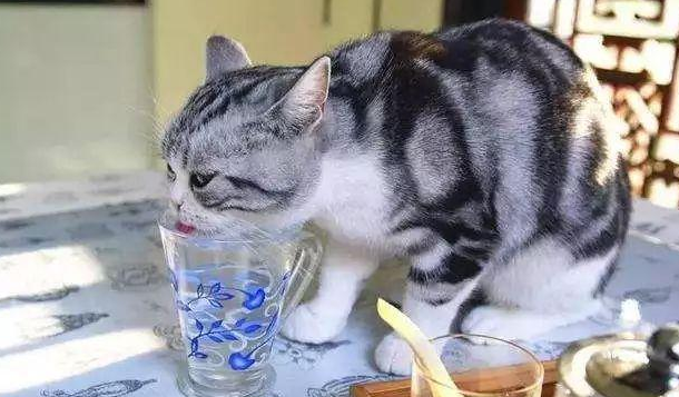 猫咪饮水并非越干净就越好，三种水源将令爱猫患病！