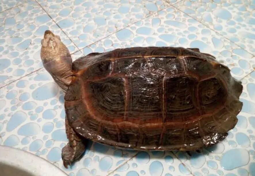 亚巨臭还是庙龟臭 亚巨臭还是庙龟臭