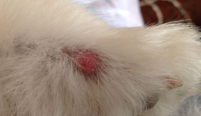 狗狗腿上发炎了怎么办