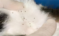 今天教你，如何分辨狗狗是否感染寄生虫？