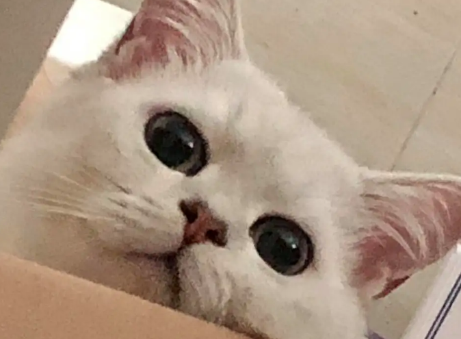 猫吐后为什么要断水断食？快来看看吧