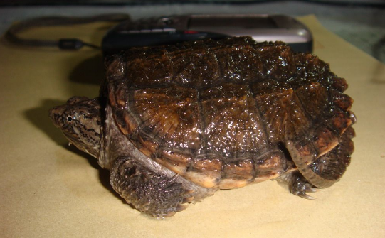 佛州拟鳄龟有胡子吗?你知道吗?