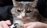 为什么要给猫咪修剪指甲呢