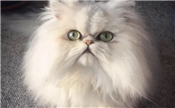 波斯猫的外形和性格