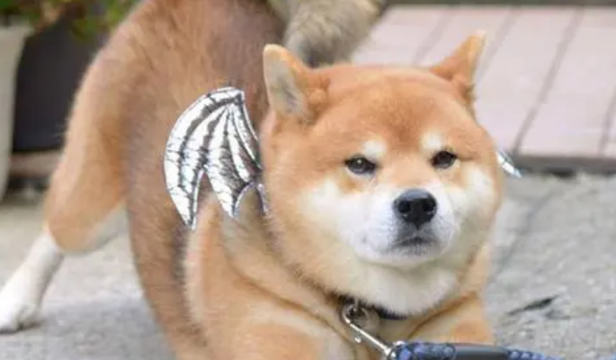 老年人养柴犬有哪些好处呢？你知道吗？