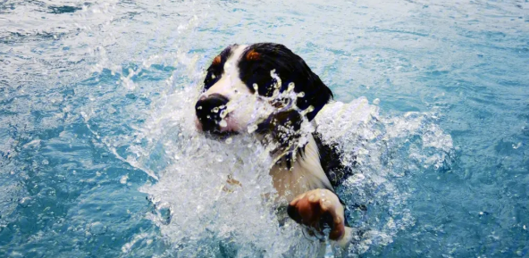 狗狗游泳后脚瘸了咋回事？