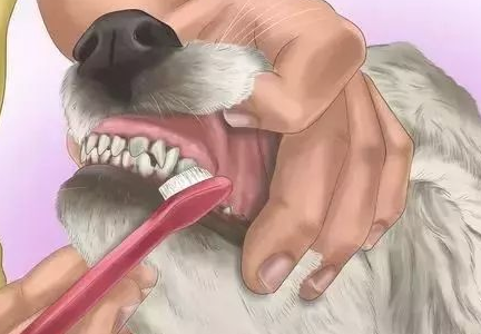 狗狗究竟需不需要刷牙呢? 狗狗究竟需不需要刷牙呢?