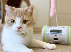 怎样让猫融入你的生活,让你的生活被猫霸占! 怎样让猫融入你的生活,让你的生活被猫霸占!