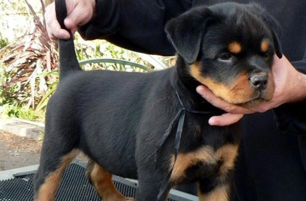 罗威纳犬的养护,几个需要注意的小技巧 罗威纳犬的养护,几个需要注意的小技巧