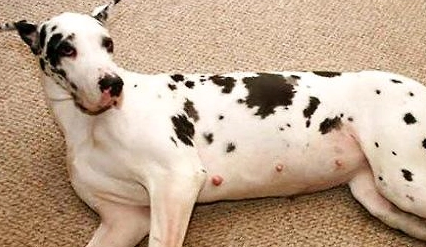 母犬流产怎么办？什么原因导致母犬流产？