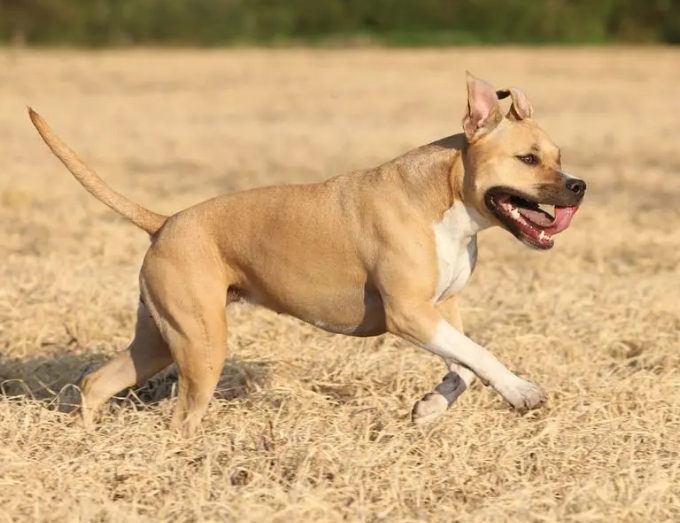斯塔福犬和杜高谁厉害 斯塔福犬和杜高谁厉害
