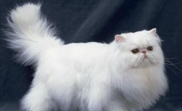波斯猫皮霉菌病为什么会复发?波斯猫容易生病吗? 波斯猫皮霉菌病为什么会复发?波斯猫容易生病吗?