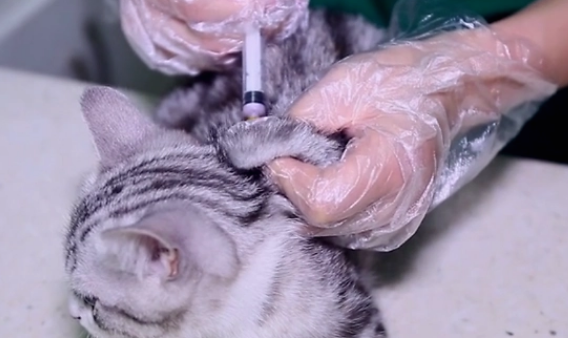 猫咪免疫接种后的不良反应及应对措施！