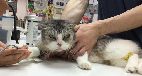 猫咪传染性腹膜炎和细菌性腹膜炎区别是什么? 猫咪传染性腹膜炎和细菌性腹膜炎区别是什么?