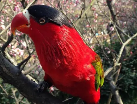 黑顶吸蜜鹦鹉可以养吗