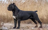 卡斯罗幼犬多少钱一只