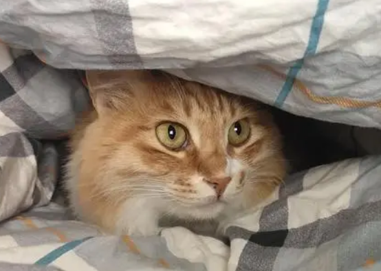 猫咪为什么爱钻床帘