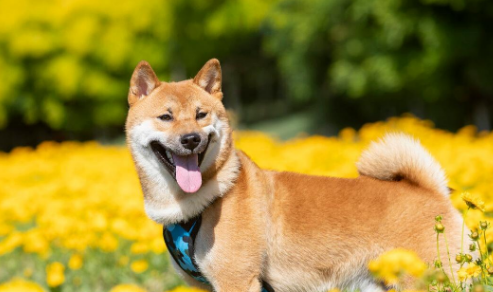 柴犬好不好?柴犬的优缺点分析 柴犬好不好?柴犬的优缺点分析