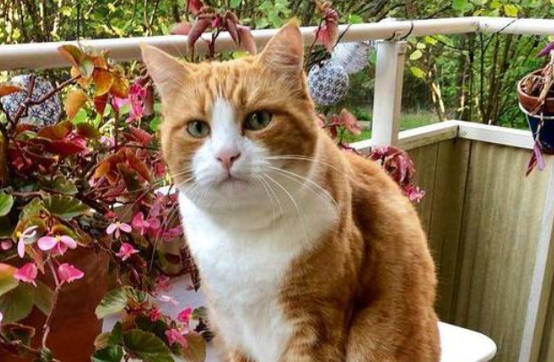 今日看点:长期室内养猫对人体有影响吗? 今日看点:长期室内养猫对人体有影响吗?