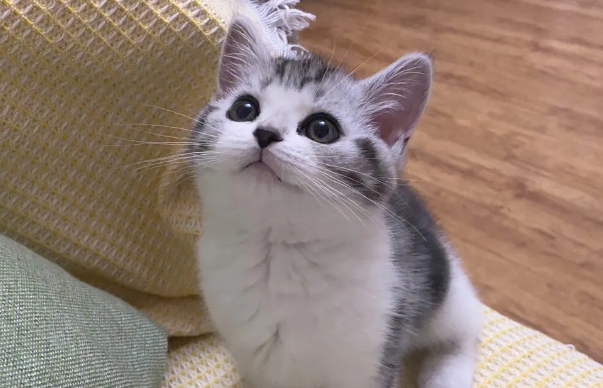妈耶是只猫小视频解说