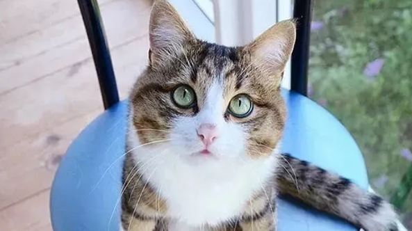 猫咪消化不良怎么办?猫咪消化特点和常见喂养误区! 猫咪消化不良怎么办?猫咪消化特点和常见喂养误区!