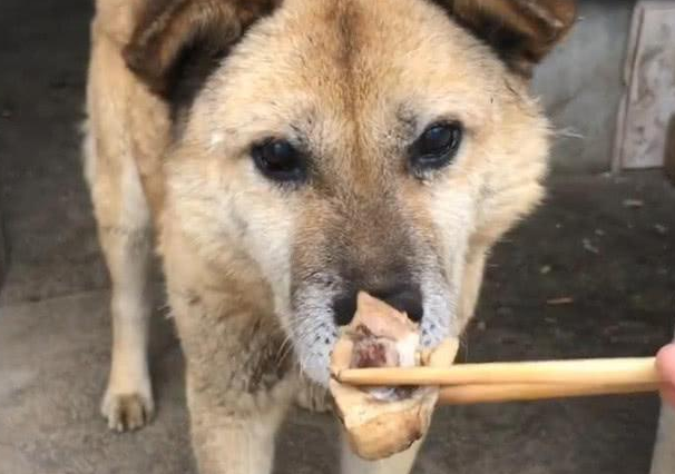 土狗不吃筷子夹的肉，正疑惑时却想到了什么