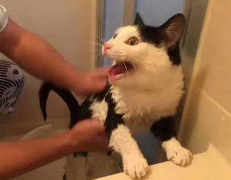 小猫天天被打会怎么样啊